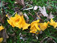 Cantharellus minor image