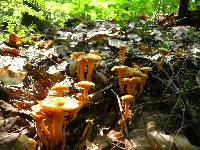 Cantharellus ignicolor image