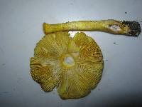 Amanita flavoconia image