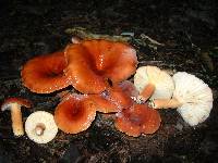 Lactifluus hygrophoroides image