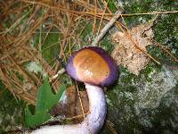 Cortinarius iodes image