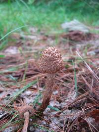 Inocybe calamistrata image