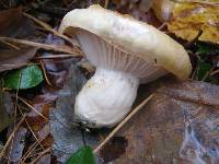 Hygrophorus flavodiscus image