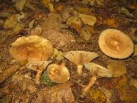 Paxillus involutus image