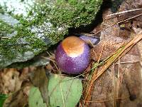 Cortinarius iodes image