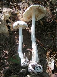 Amanita bisporigera image