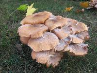 Armillaria mellea image