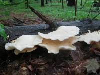 Pleurotus populinus image