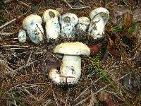 Image of Suillus cyanescens