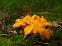 Cantharellus minor image