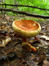 Gyroporus castaneus image