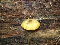 Tricholomopsis decora image