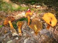 Cortinarius limonius image