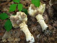 Stropharia hardii image