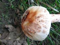 Amanita rubescens image