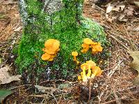 Cantharellus ignicolor image