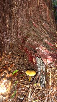 Hygrocybe psittacina var. psittacina image