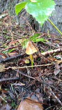 Hygrocybe psittacina var. psittacina image