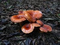 Lactifluus hygrophoroides image