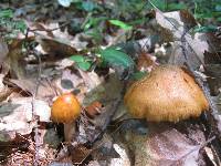 Cortinarius corrugatus image