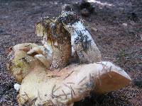 Boletus chippewaensis image