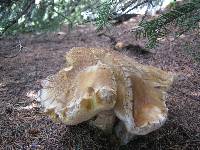 Boletus chippewaensis image