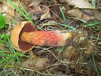 Boletus subvelutipes image