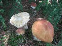 Boletus chippewaensis image