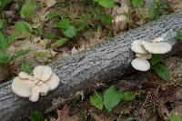 Pleurotus populinus image