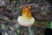 Ganoderma tsugae image