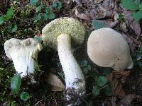 Boletus pallidus image