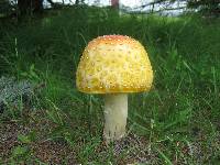 Amanita muscaria var. guessowii image