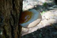 Ganoderma tsugae image