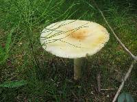 Amanita muscaria image