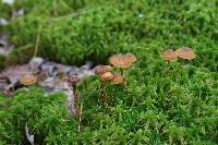 Galerina paludosa image