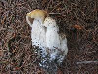 Boletus chippewaensis image