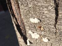 Schizophyllum commune image