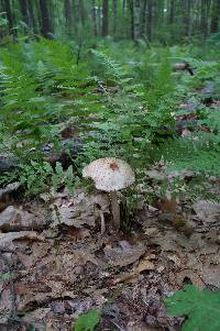 Amanita rubescens image