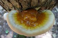 Ganoderma tsugae image