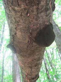 Phellinus tremulae image