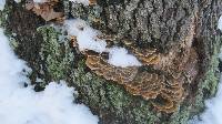 Trametes versicolor image