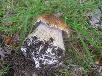 Boletus chippewaensis image