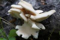 Pleurotus populinus image