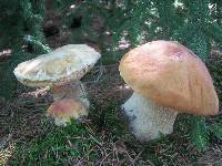 Boletus chippewaensis image