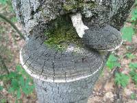 Phellinus tremulae image