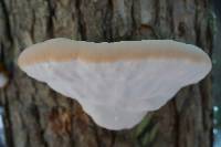 Ganoderma tsugae image