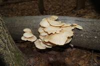 Pleurotus populinus image