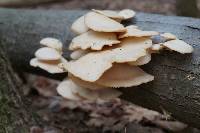 Pleurotus populinus image