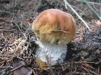 Boletus chippewaensis image