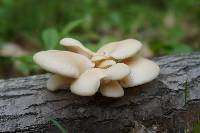 Pleurotus populinus image